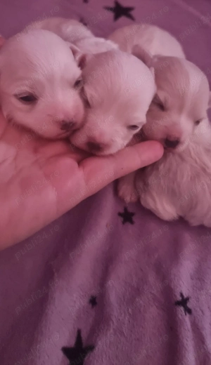 Bichon maltez talie medie disponibil  - imagine 3