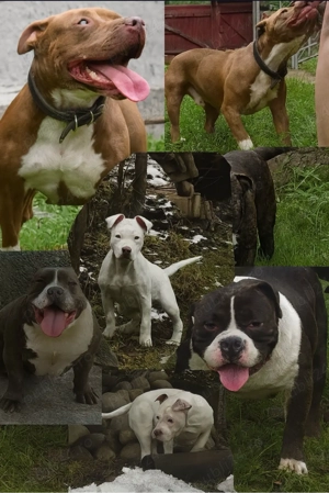 Vând femela American Bully -   exemplar deosebit - imagine 3