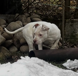 Vând femela American Bully -   exemplar deosebit