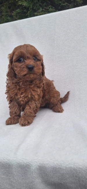 Vand Maltipoo deosebiti pudel + bichon  - imagine 2