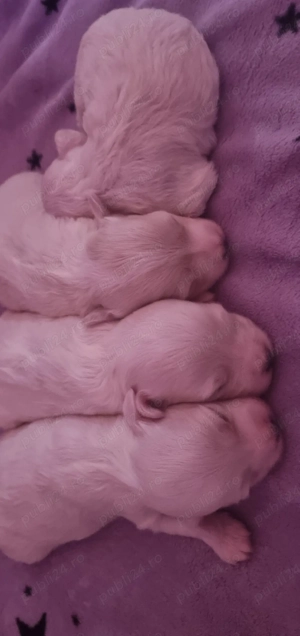 Bichon maltez talie medie disponibil  - imagine 5
