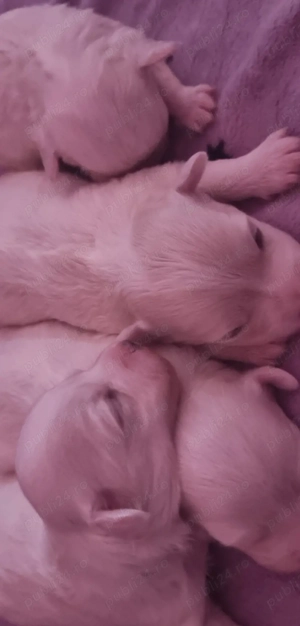 Bichon maltez talie medie disponibil  - imagine 2