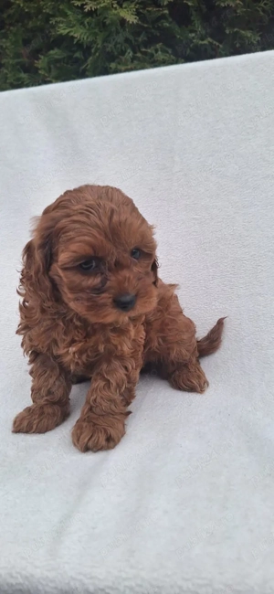 Vand Maltipoo deosebiti pudel + bichon  - imagine 3