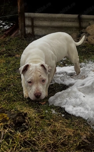 Vând femela American Bully -   exemplar deosebit - imagine 5