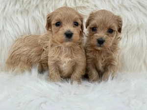 Puiuti de mini Maltipoo  - imagine 2