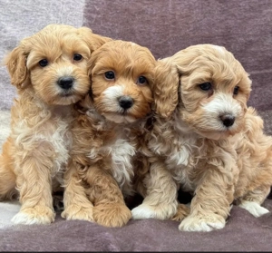 Puiuți Maltipoo mini, tată pudel, mamă bichon