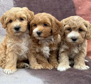 Puiuți Maltipoo mini, tată pudel, mamă bichon - imagine 2