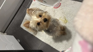 YorkShire terrier cauta o familie iubitoare! 