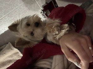 YorkShire terrier cauta o familie iubitoare!  - imagine 2
