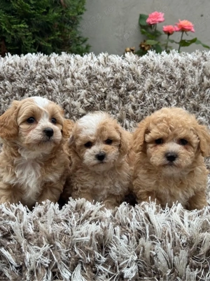 puiuti de maltipoo bichon 