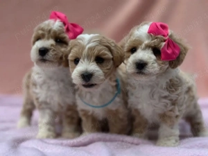 Maltipoo calitate excelentă barboncino  - imagine 2