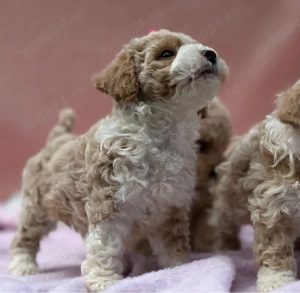 Maltipoo calitate excelentă barboncino 