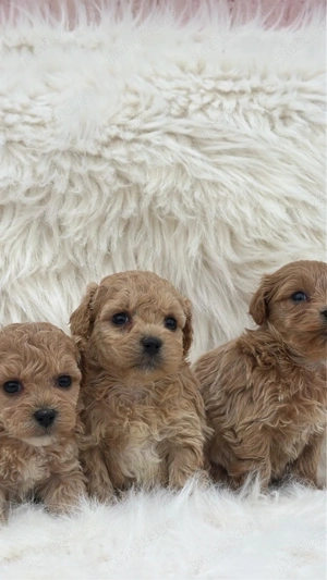 Maltipoo   pudel+bichon  - imagine 2