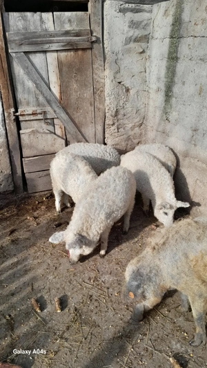 Vînd șaldei mangalița de tăiat pt.paște de diferite mărimi,la cererea clientului - imagine 4