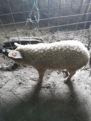 Vînd șaldei mangalița de tăiat pt.paște de diferite mărimi,la cererea clientului - imagine 2