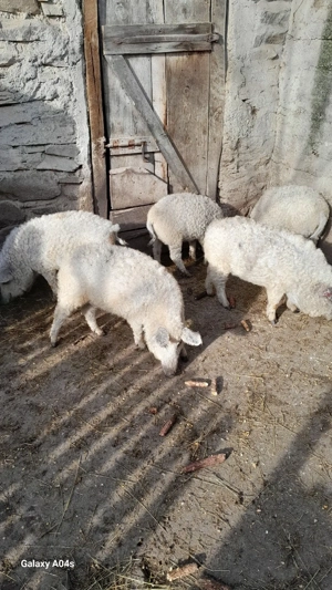 Vînd șaldei mangalița de tăiat pt.paște de diferite mărimi,la cererea clientului - imagine 5