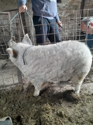 Vînd șaldei mangalița de tăiat pt.paște de diferite mărimi,la cererea clientului - imagine 3