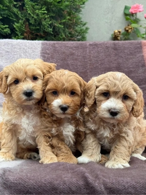 Puiuți Maltipoo mini, tată pudel, mamă bichon - imagine 3