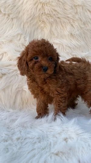 Pudel mini toy - imagine 2