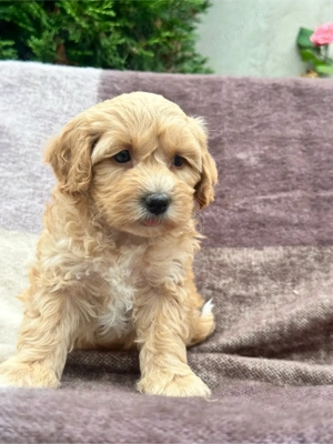 Maltipoo diferite culori 