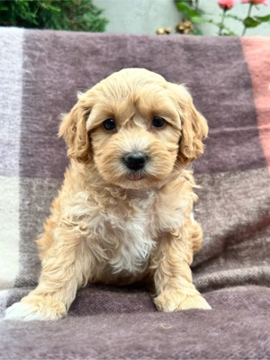 Maltipoo diferite culori  - imagine 2