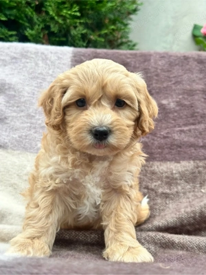 Maltipoo diferite culori  - imagine 3