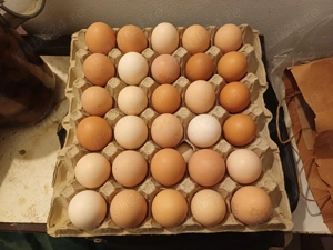 Vand oua de casa bio !!