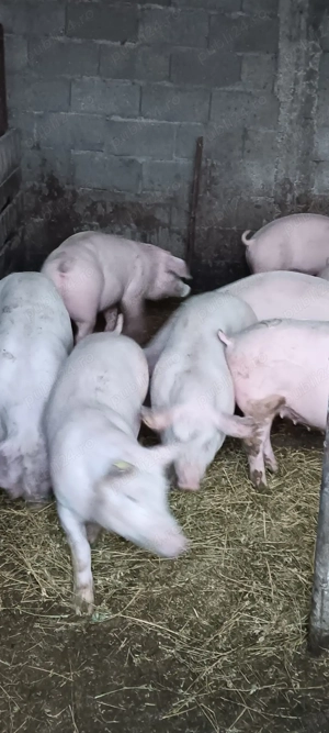 purcei marele alb cu landras  - imagine 4