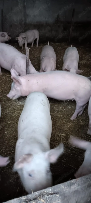 purcei marele alb cu landras  - imagine 2