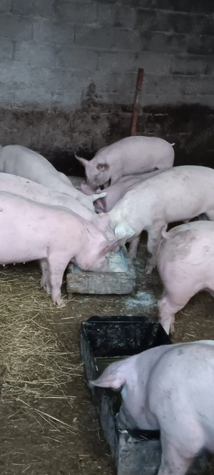 purcei marele alb cu landras  - imagine 3