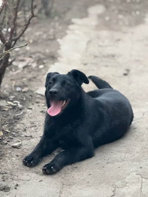 Labrador negru fetita  - imagine 4