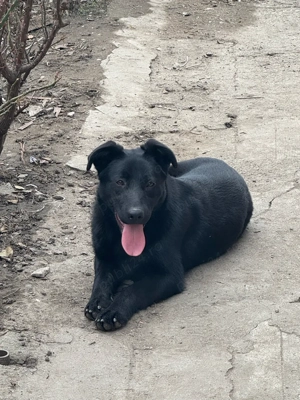 Labrador negru fetita  - imagine 3