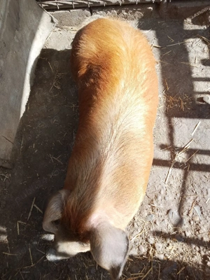 Scroafa duroc - imagine 4