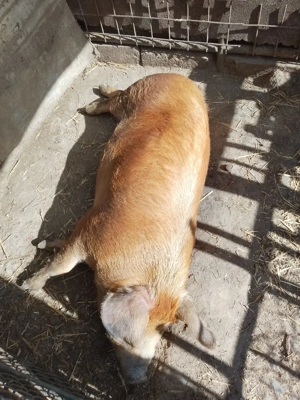 Scroafa duroc - imagine 3