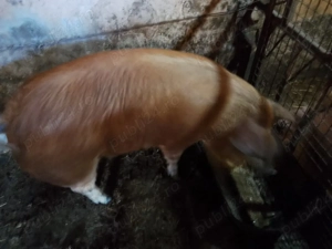 Scroafa duroc - imagine 2