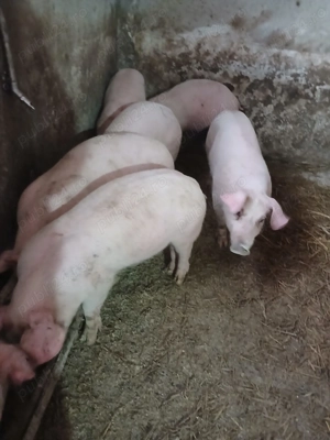 Vând purcei carne - imagine 2