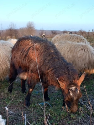 Țap Alpin  - imagine 2