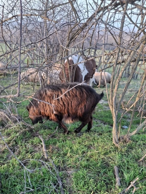 Țap Alpin  - imagine 4