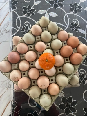 Oua de incubat,oua de consum