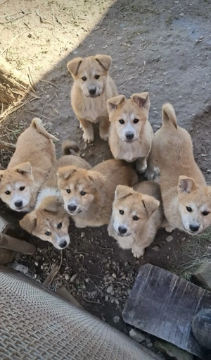 Akita inu japonez - imagine 3