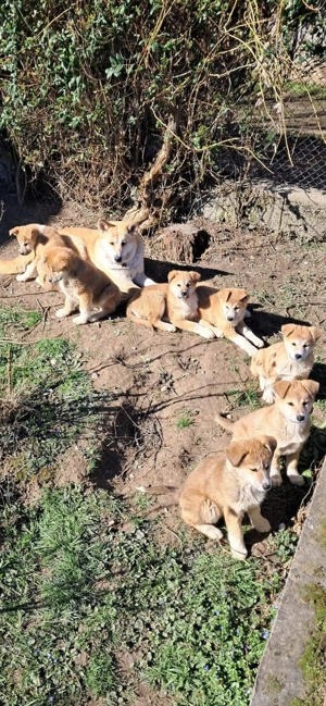 Akita inu japonez - imagine 4