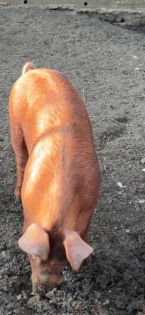 scrofita duroc apx90 kg - imagine 2