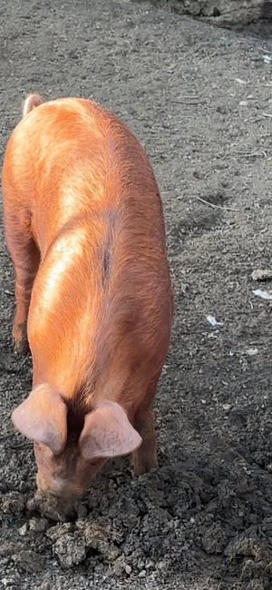 scrofita duroc apx90 kg - imagine 4