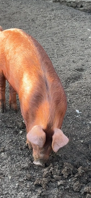 scrofita duroc apx90 kg - imagine 3