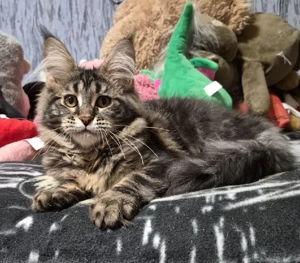 Maine coon băieței și fetițe 