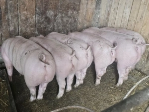 vând 6 soldani rasa de calitate de carne pic 60-70 kg mascul castrați  - imagine 2