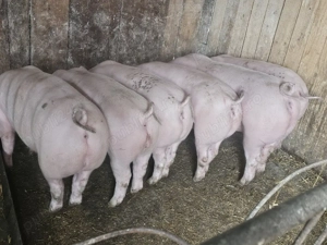 vând 6 soldani rasa de calitate de carne pic 60-70 kg mascul castrați 