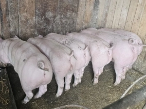 vând 6 soldani rasa de calitate de carne pic 60-70 kg mascul castrați  - imagine 3