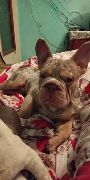 Buldog francez - imagine 3