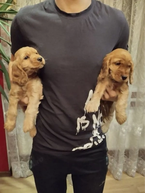 Cocker spaniol puiuți 